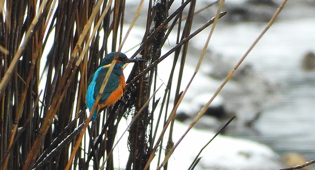 Zimorodek zwyczajny, zimorodek (Alcedo atthis)