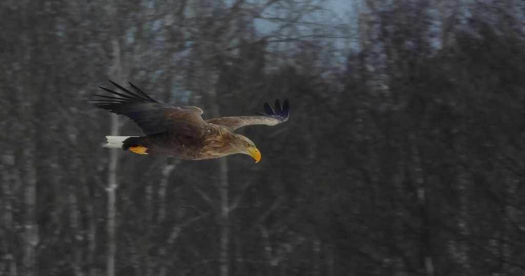 Bielik, bielik zwyczajny, orzeł bielik, birkut (Haliaeetus albicilla)