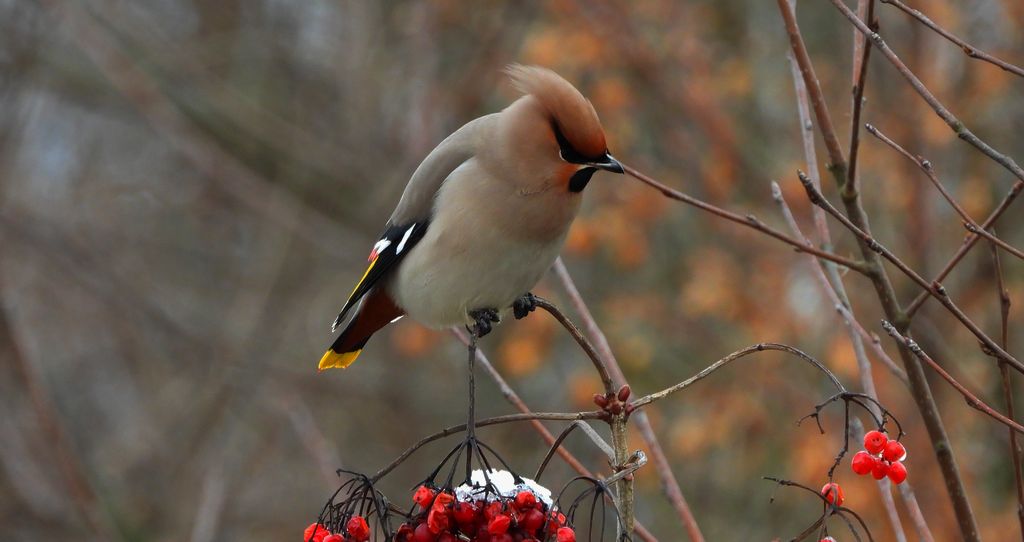 Jemiołuszka zwyczajna, jemiołuszka, jemiołucha (Bombycilla garrulus)