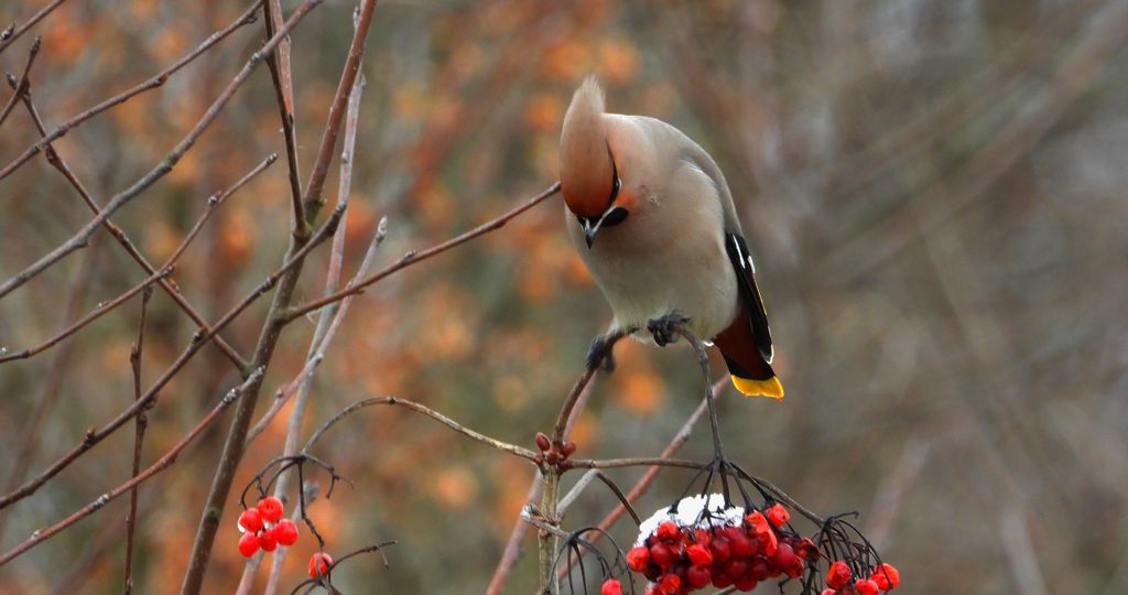Jemiołuszka zwyczajna, jemiołuszka, jemiołucha (Bombycilla garrulus)