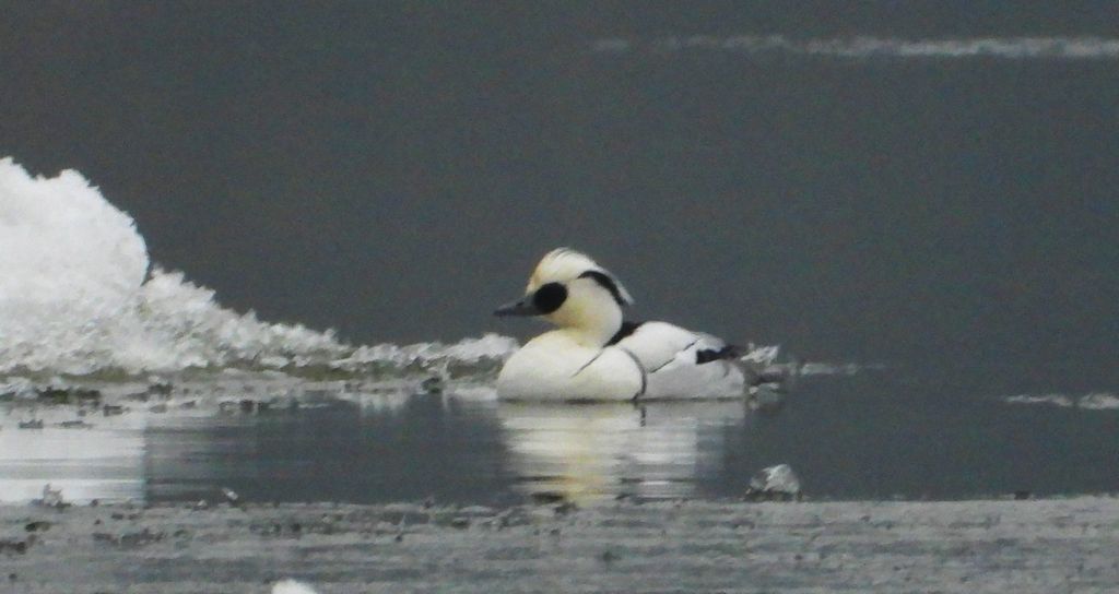 Bielaczek, tracz bielaczek (Mergellus albellus)
