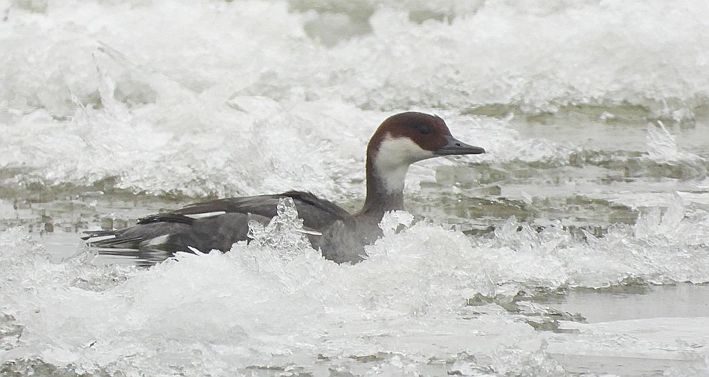 Bielaczek, tracz bielaczek (Mergellus albellus)