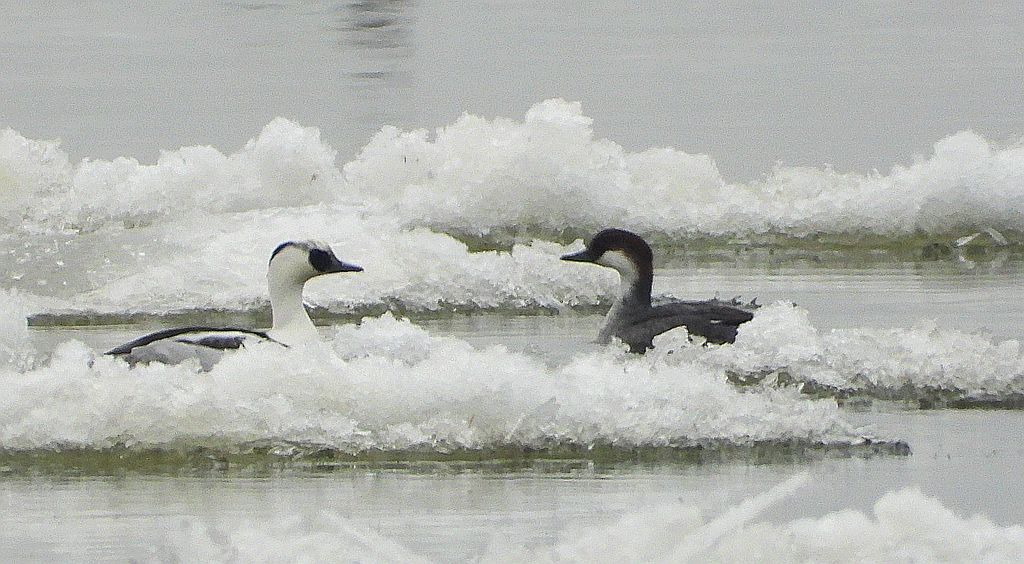 Bielaczek, tracz bielaczek (Mergellus albellus)