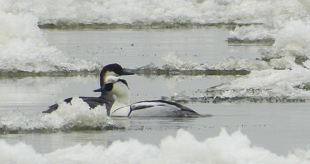 Bielaczek, tracz bielaczek (Mergellus albellus)