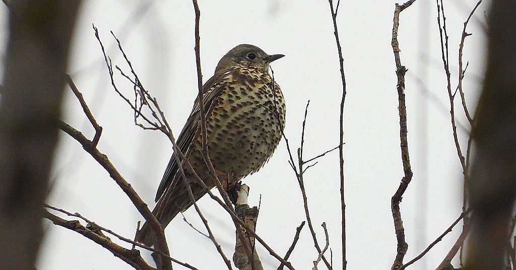 Paszkot (Turdus viscivorus)