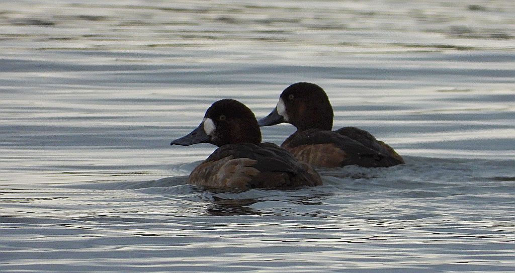Ogorzałka zwyczajna, ogorzałka (Aythya marila)