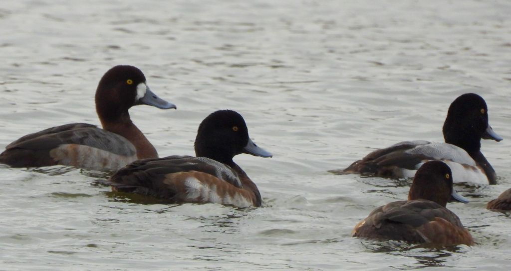 Ogorzałka zwyczajna, ogorzałka (Aythya marila)