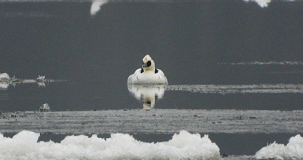 Bielaczek, tracz bielaczek (Mergellus albellus)