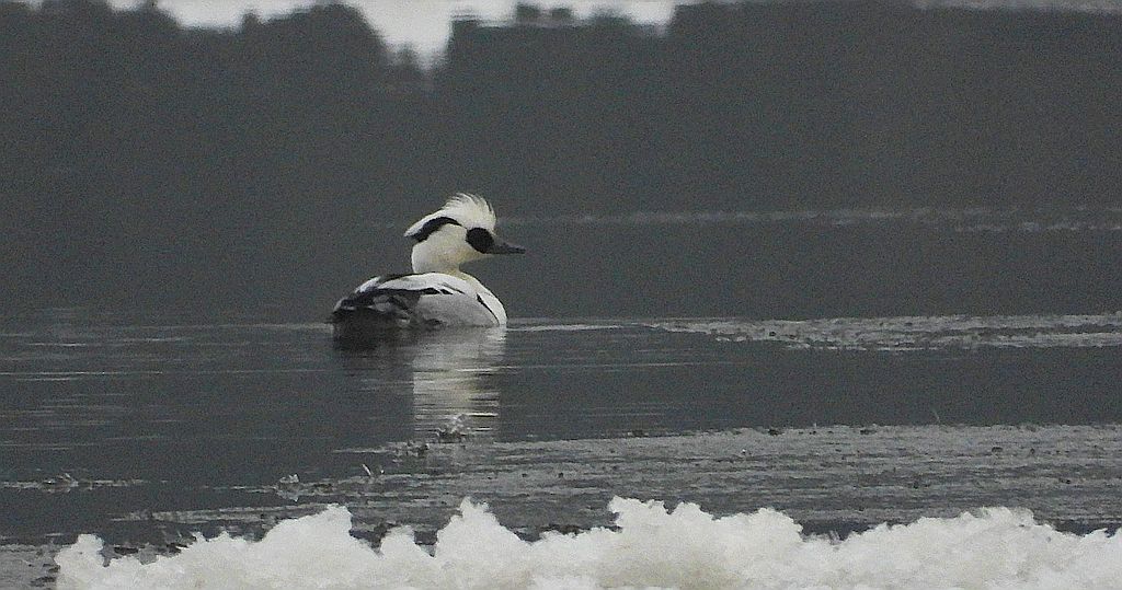 Bielaczek, tracz bielaczek (Mergellus albellus)