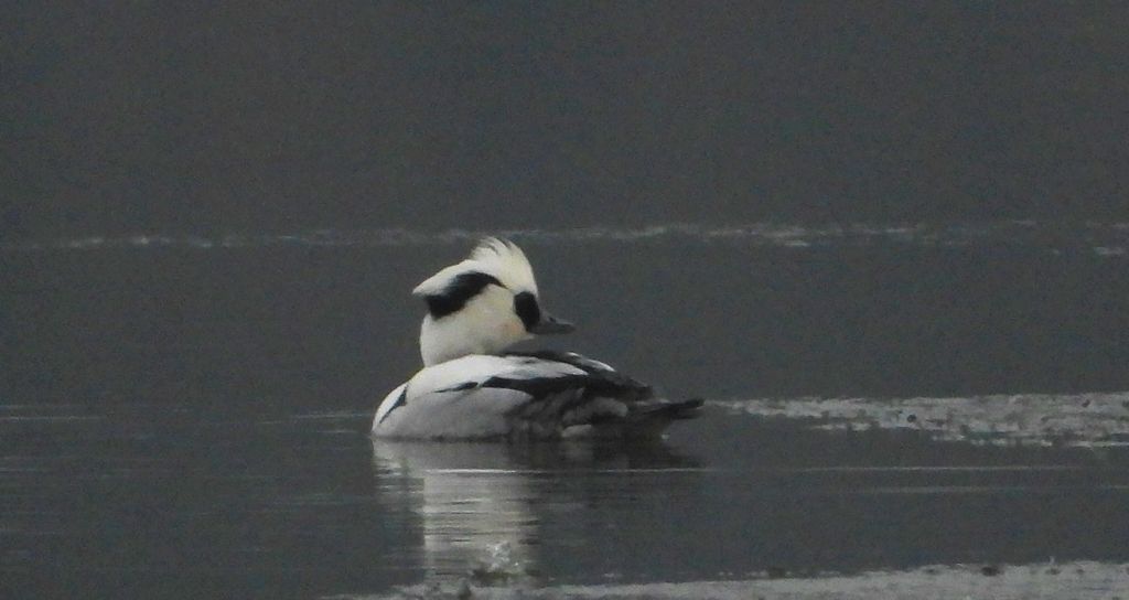 Bielaczek, tracz bielaczek (Mergellus albellus)