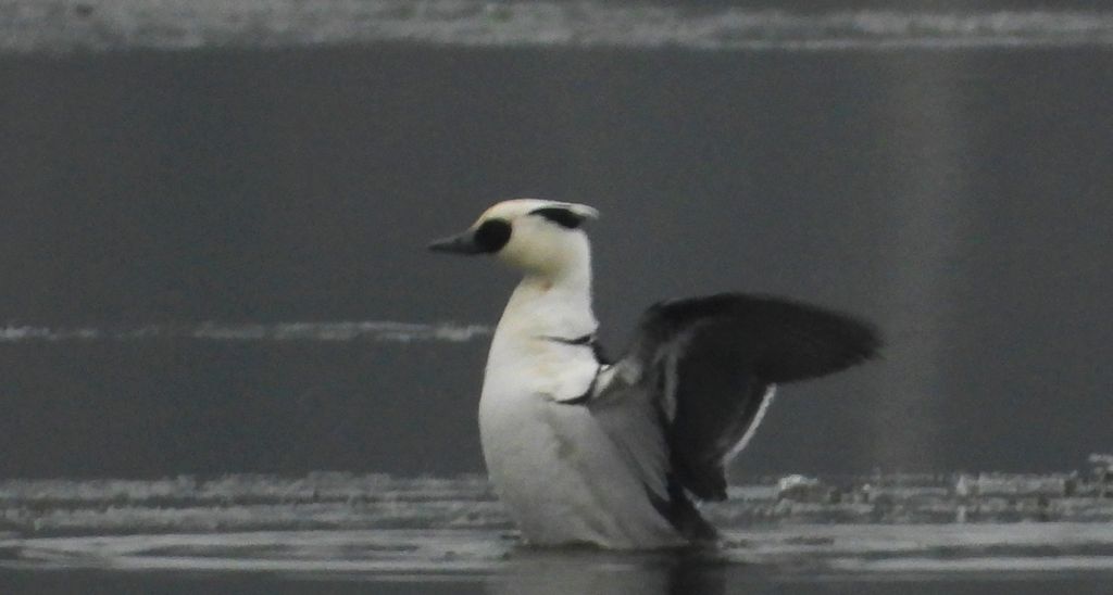 Bielaczek, tracz bielaczek (Mergellus albellus)