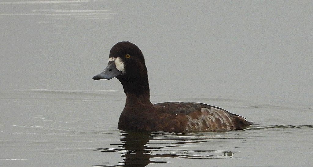 Ogorzałka zwyczajna, ogorzałka (Aythya marila)