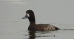 Ogorzałka zwyczajna, ogorzałka (Aythya marila)