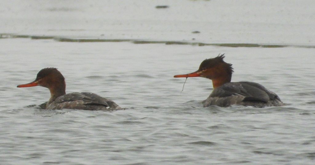 Szlachar, tracz długodzioby, długodziób (Mergus serrator)