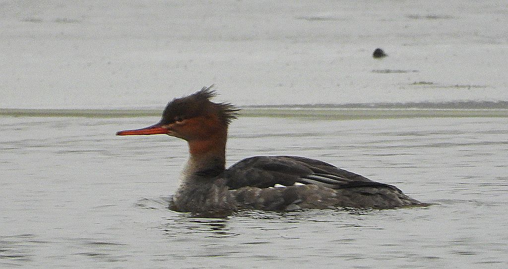 Szlachar, tracz długodzioby, długodziób (Mergus serrator)