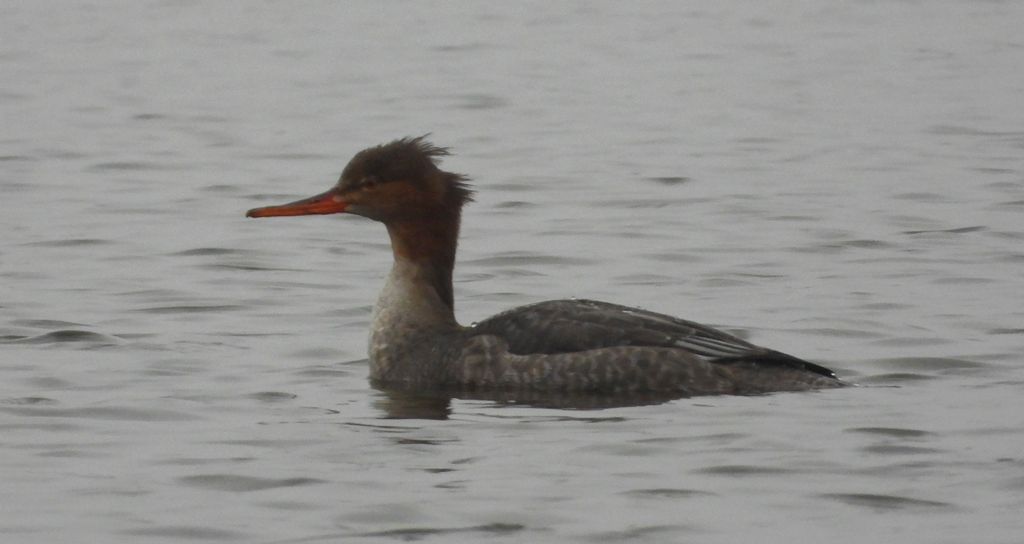 Szlachar, tracz długodzioby, długodziób (Mergus serrator)