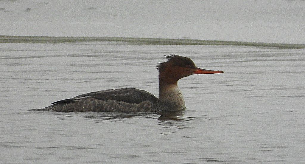 Szlachar, tracz długodzioby, długodziób (Mergus serrator)