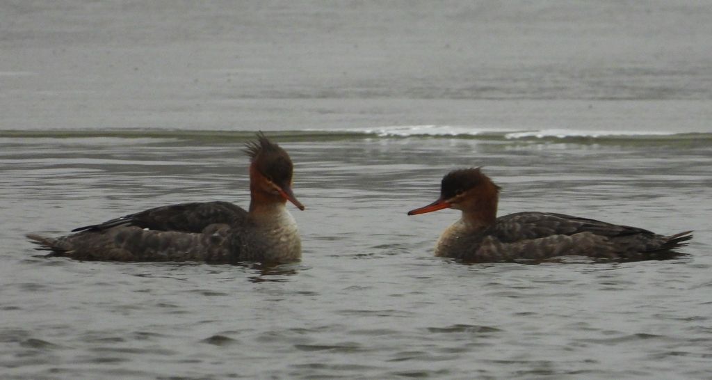 Szlachar, tracz długodzioby, długodziób (Mergus serrator)