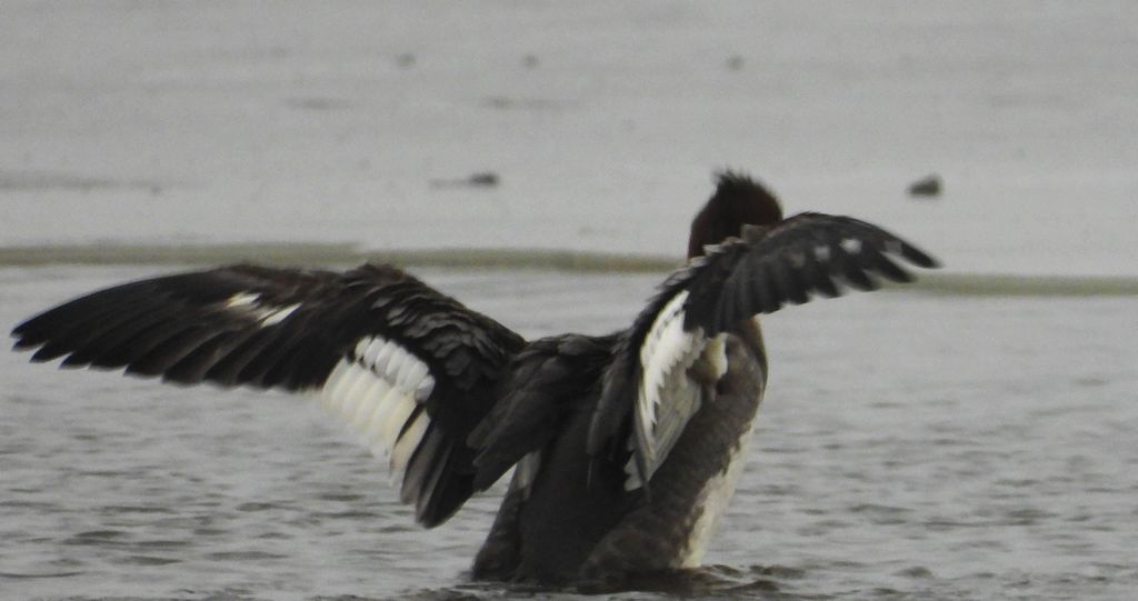 Szlachar, tracz długodzioby, długodziób (Mergus serrator)