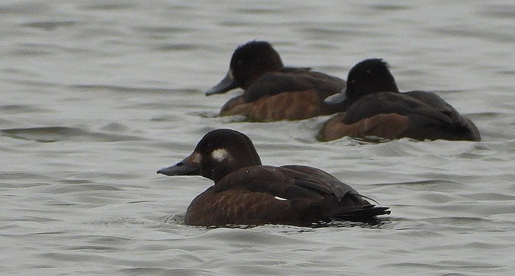 Czernica, kaczka czernica, kaczka czubata, kaczka czarnoczuba (Aythya fuligula) i uhla zwyczajna, uhla (Melanitta fusca)