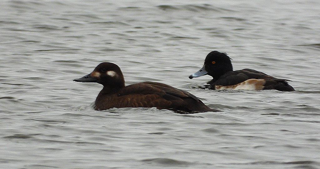 Czernica, kaczka czernica, kaczka czubata, kaczka czarnoczuba (Aythya fuligula) i uhla zwyczajna, uhla (Melanitta fusca)