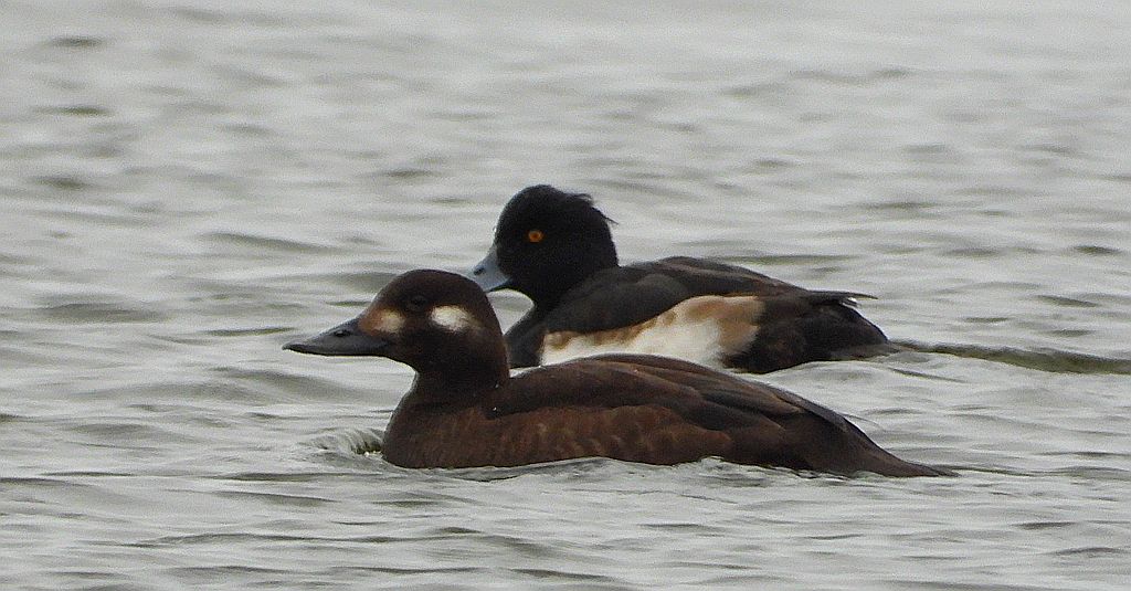 Czernica, kaczka czernica, kaczka czubata, kaczka czarnoczuba (Aythya fuligula) i uhla zwyczajna, uhla (Melanitta fusca)