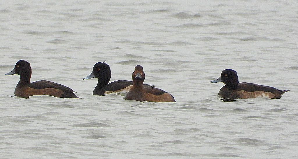 Czernica, kaczka czernica, kaczka czubata, kaczka czarnoczuba (Aythya fuligula)