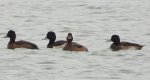 Czernica, kaczka czernica, kaczka czubata, kaczka czarnoczuba (Aythya fuligula)