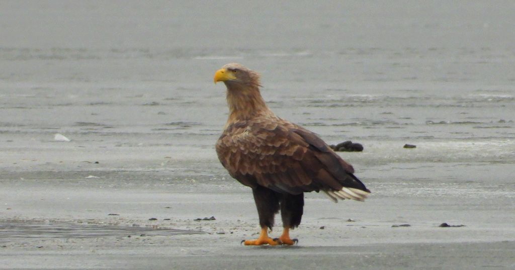 Bielik, bielik zwyczajny, orzeł bielik, birkut (Haliaeetus albicilla)
