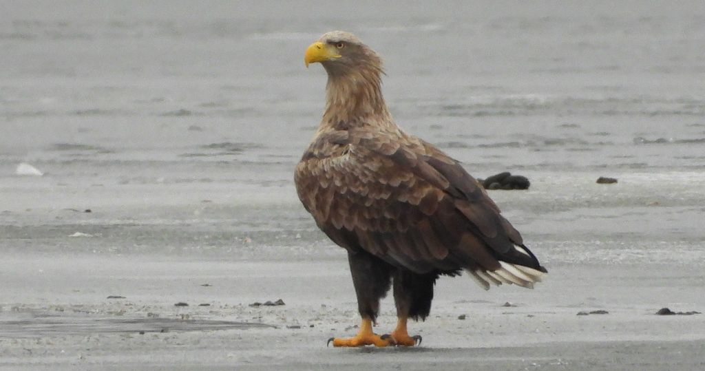 Bielik, bielik zwyczajny, orzeł bielik, birkut (Haliaeetus albicilla)