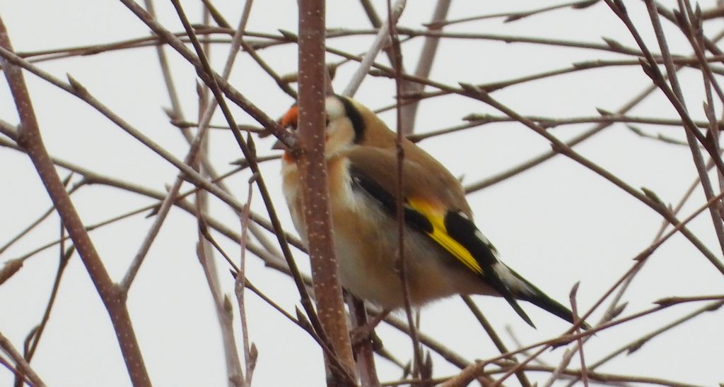 Szczygieł (Carduelis carduelis)