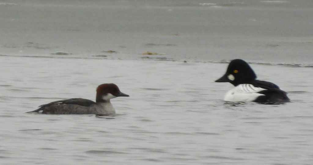 Bielaczek, tracz bielaczek (Mergellus albellus) i gągoł, gągoł krzykliwy (Bucephala clangula)