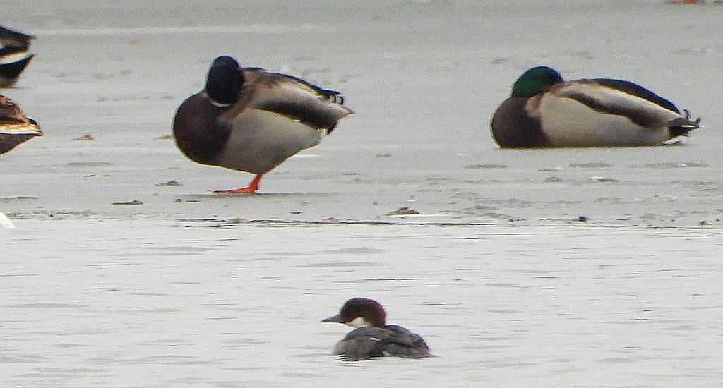 Bielaczek, tracz bielaczek (Mergellus albellus)