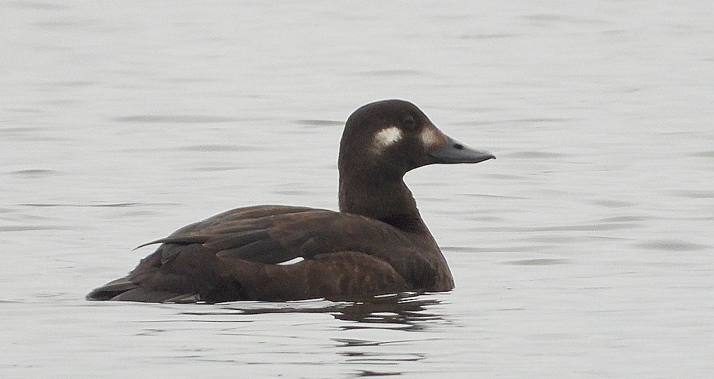 Uhla zwyczajna, uhla (Melanitta fusca)