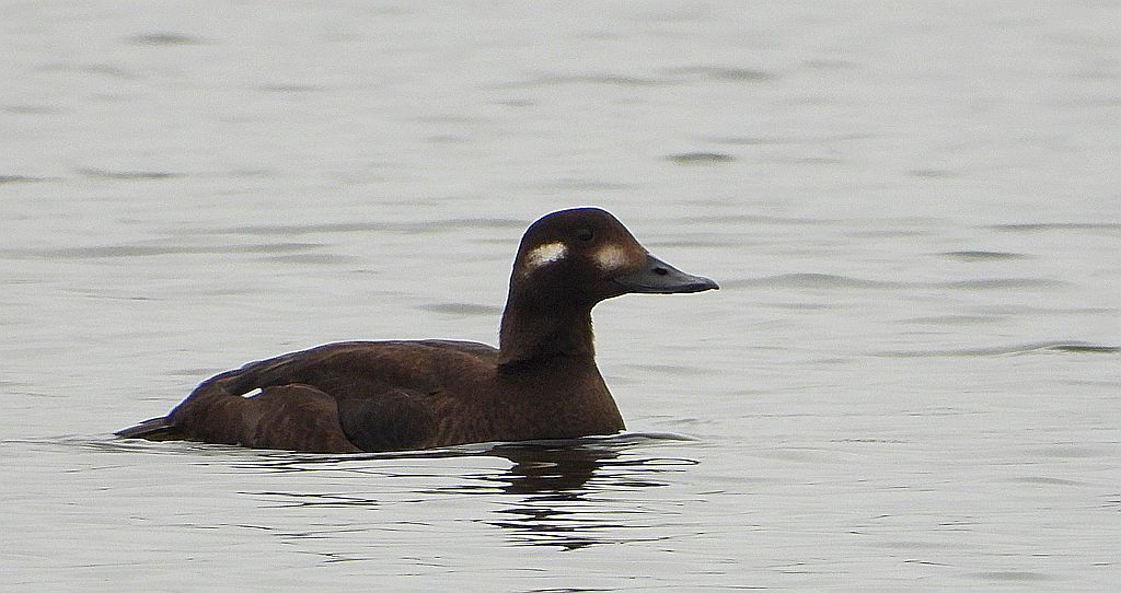 Uhla zwyczajna, uhla (Melanitta fusca)