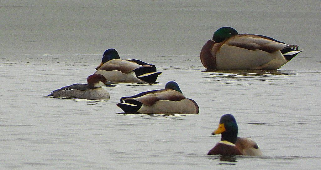 Bielaczek, tracz bielaczek (Mergellus albellus)