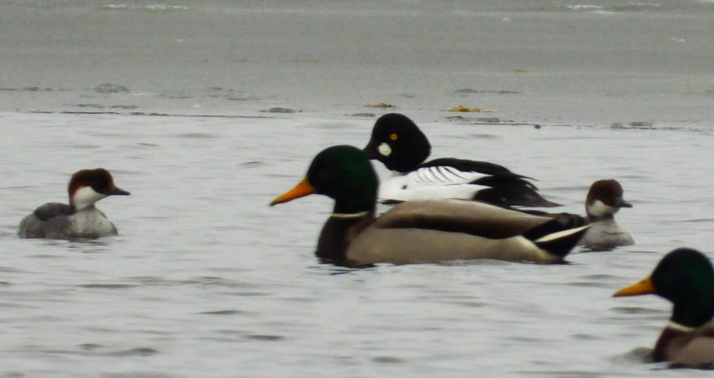 Bielaczek, tracz bielaczek (Mergellus albellus) i gągoł, gągoł krzykliwy (Bucephala clangula)