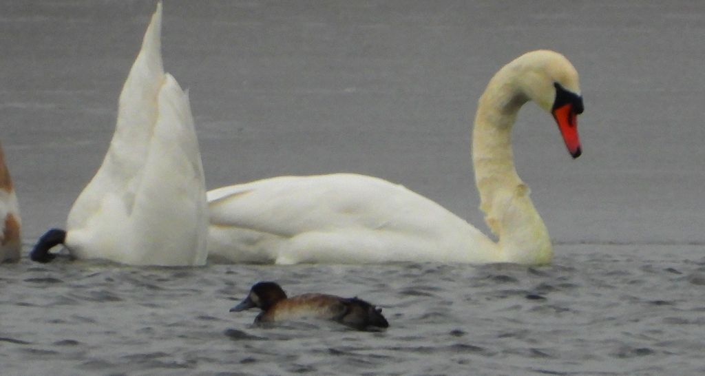 Ogorzałka zwyczajna, ogorzałka (Aythya marila)