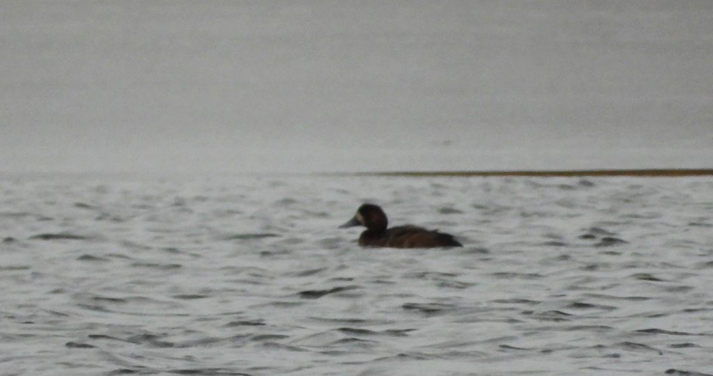 Ogorzałka zwyczajna, ogorzałka (Aythya marila)