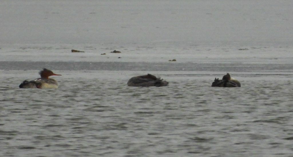 Szlachar, tracz długodzioby, długodziób (Mergus serrator)