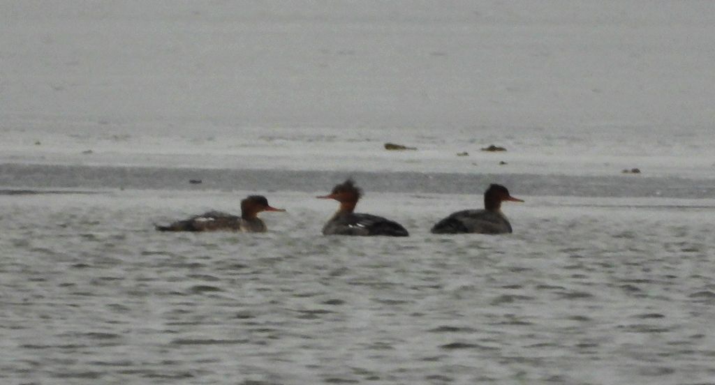 Szlachar, tracz długodzioby, długodziób (Mergus serrator)
