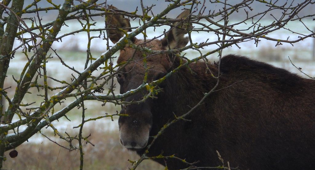 Łoś euroazjatycki (Alces alces)