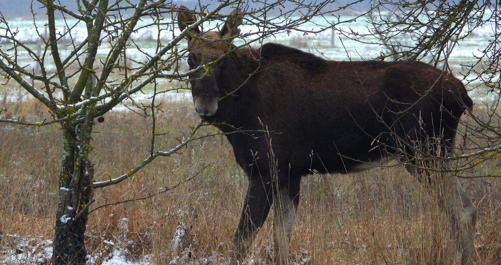 Łoś euroazjatycki (Alces alces)