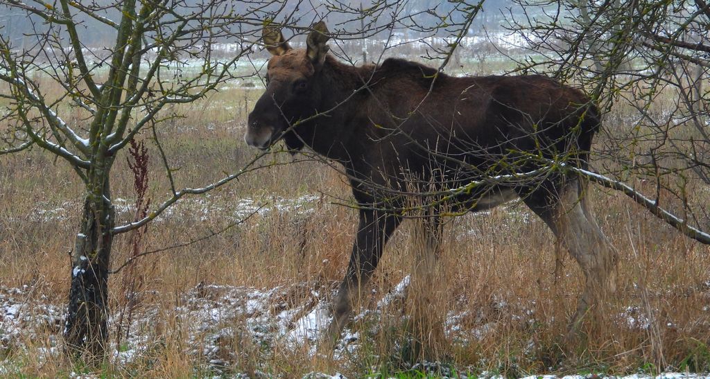 Łoś euroazjatycki (Alces alces)