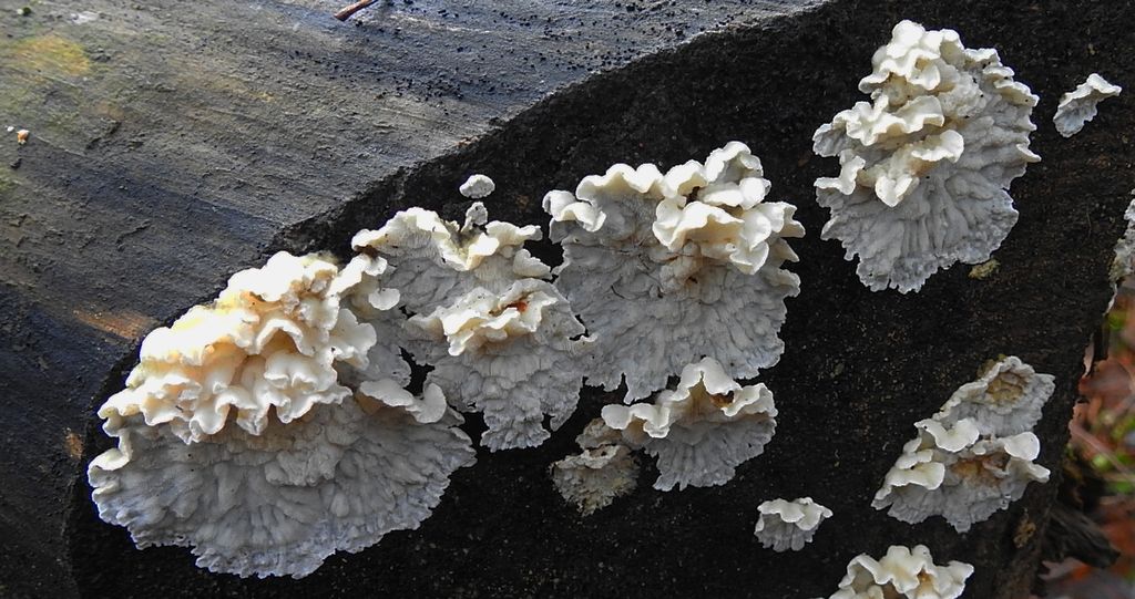 Szkieletnica pomarańczowa (Skeletocutis amorpha)
