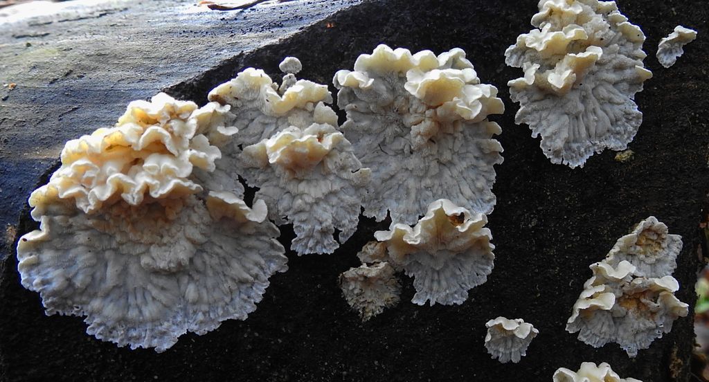 Szkieletnica pomarańczowa (Skeletocutis amorpha)