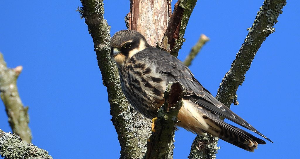 Kobuz, sokół kobuz, sokół leśny, sokolik drzewiec (Falco subbuteo)