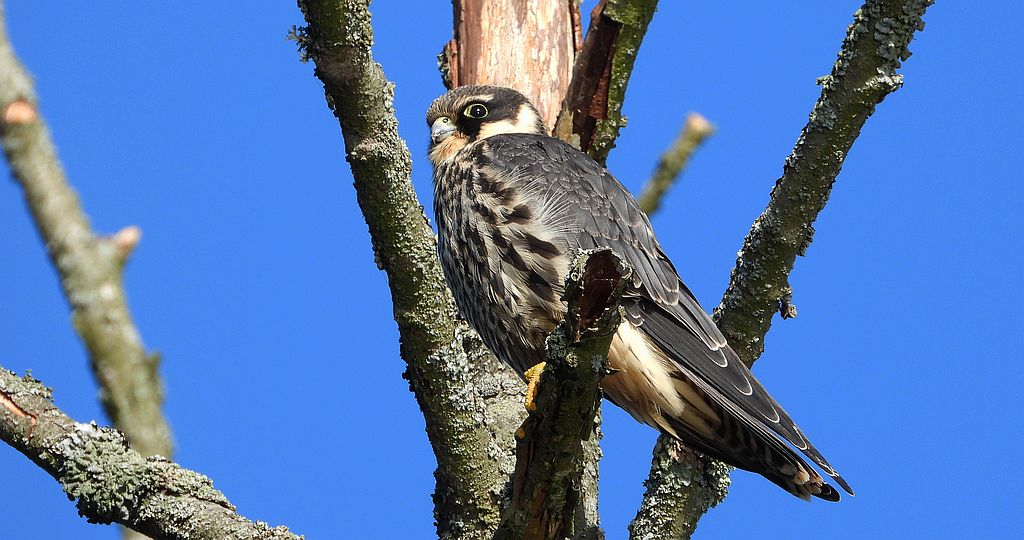 Kobuz, sokół kobuz, sokół leśny, sokolik drzewiec (Falco subbuteo)