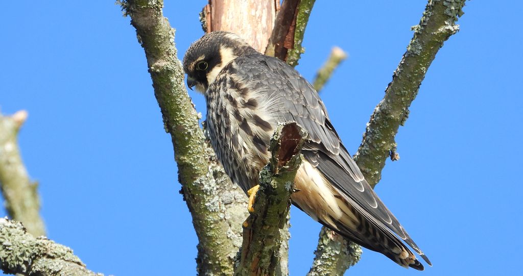 Kobuz, sokół kobuz, sokół leśny, sokolik drzewiec (Falco subbuteo)