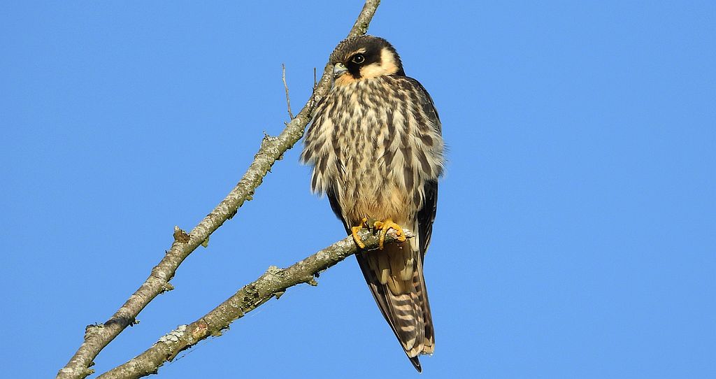 Kobuz, sokół kobuz, sokół leśny, sokolik drzewiec (Falco subbuteo)